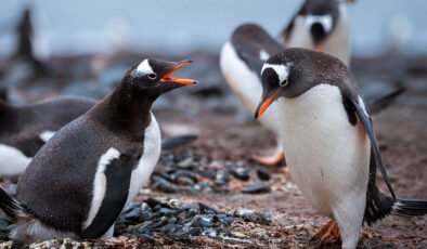 Penguenleri hiç bu kadar komik ve yakından görmemiştiniz