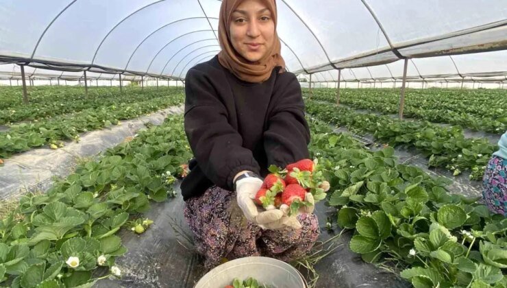 Çilek fiyatlarında bir aydaki değişim görenleri şaşkına çevirdi